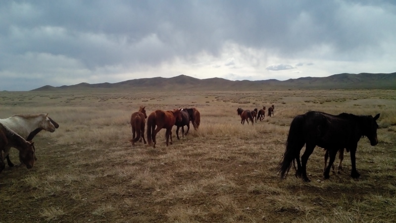 Paarden lopen "na gebruik" gewoon vrij rond in mongolie!