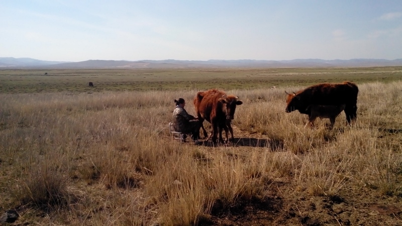 Vrouw melkt koeien in Mongolië! Foto: Ruud Boon